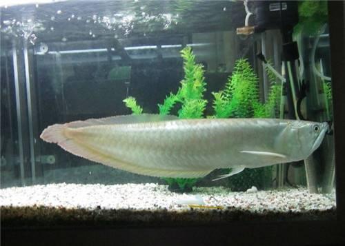 什么观赏鱼最便宜又好养,几种观赏鱼