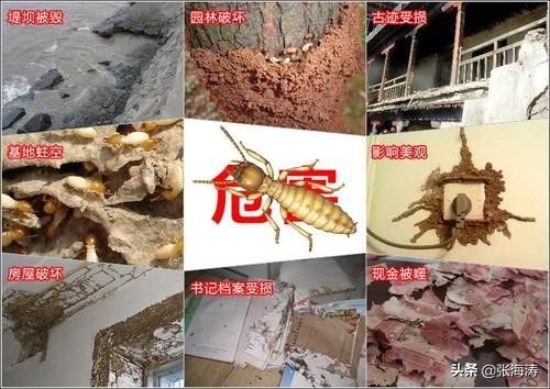 堆砂白蚁分类,白蚁的基本防治方法有哪些