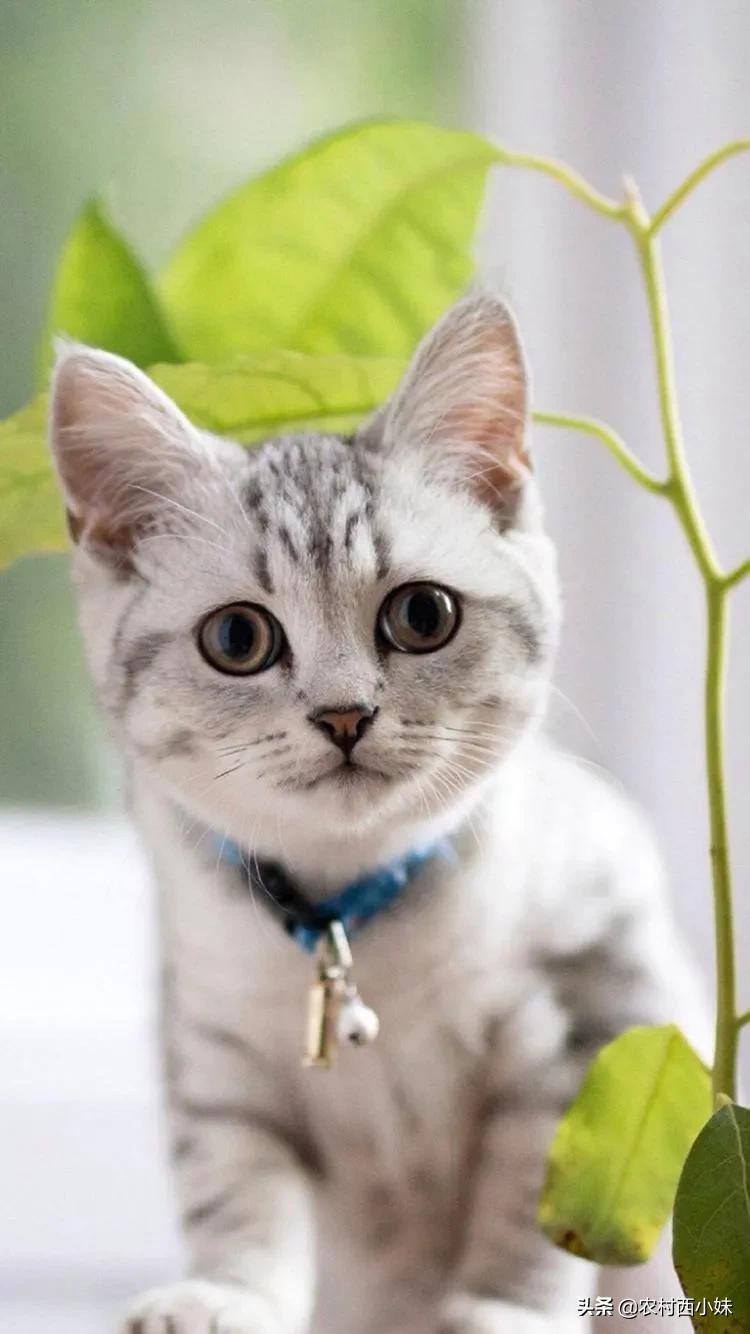 新手宠物主该如何跟猫咪交流，不要再瞎叫唤了，他们真的听不懂！