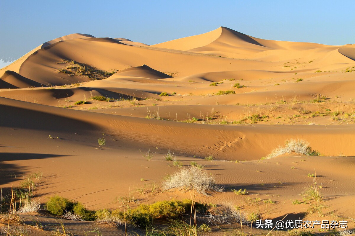 沙漠植物药用价值,沙漠濒危药用植物