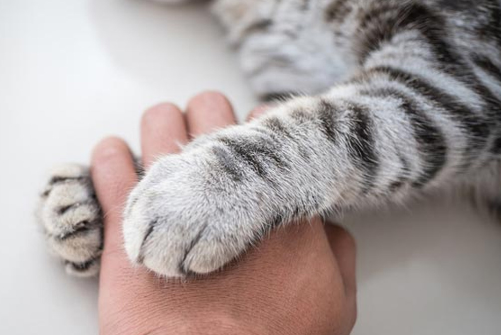 猫咪怎么洗猫爪,猫咪应该怎么护理爪子