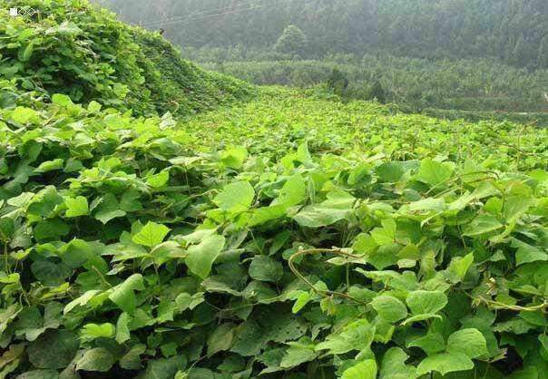 野生葛根有些什么用途,野生葛根的用处是什么