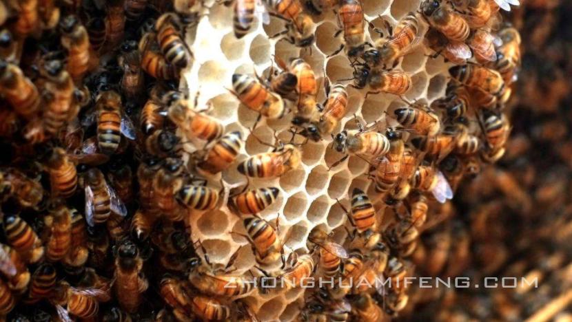 养蜂技术如何养蜂,养蜂技术十大诀窍