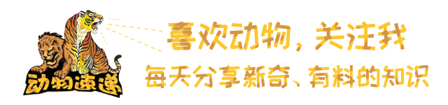 虎毒不食子报应视频,虎毒不食子再凶猛的老虎也有底线