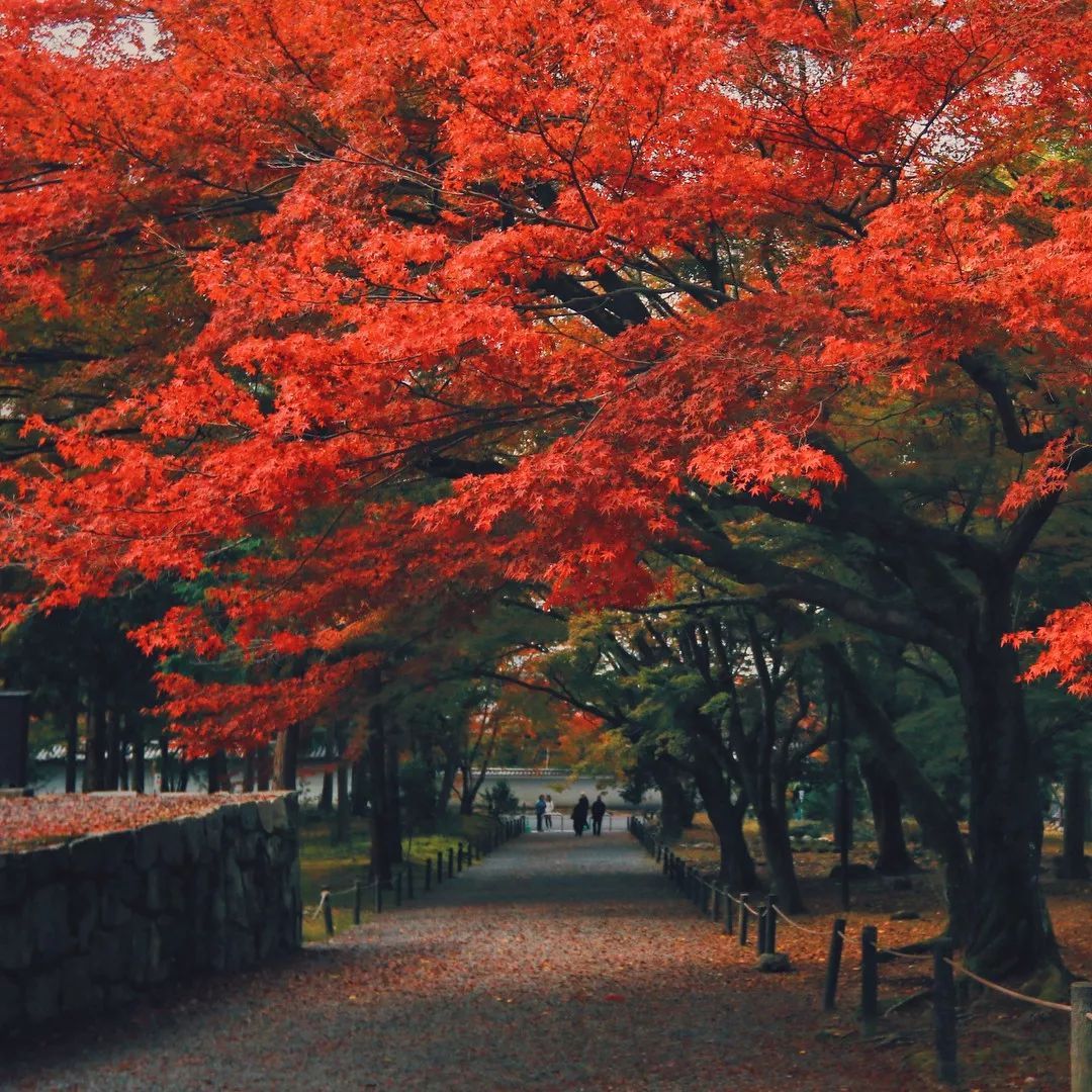 做个‘追枫少女’领略红叶之美！