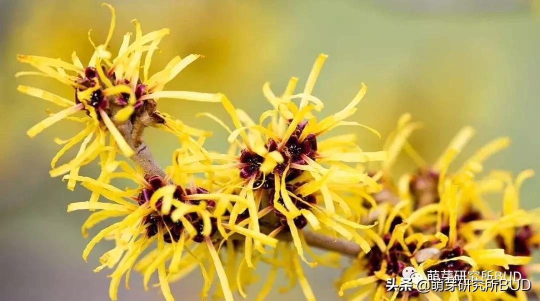 冬季保湿补水推荐水乳,水乳霜深层补水的正确方法