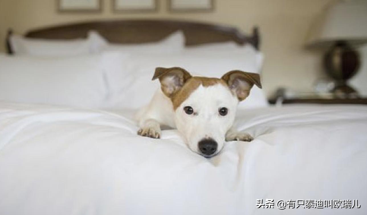 狗狗最喜欢的玩具去哪儿都会带上,小伶玩具狗狗的零食