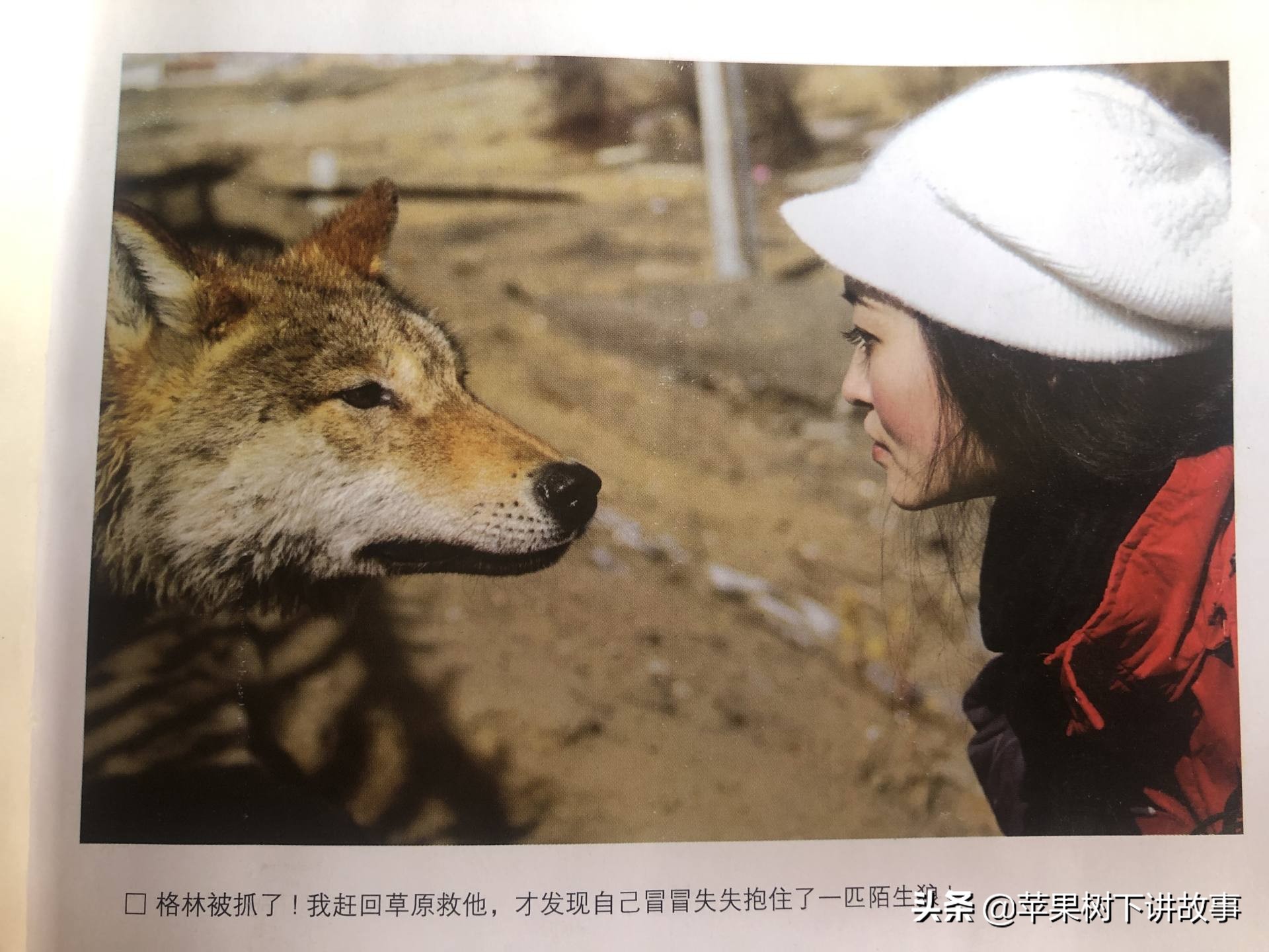 第一只被人类养大回归狼群的狼,一只狼在被人类养大后回归狼群