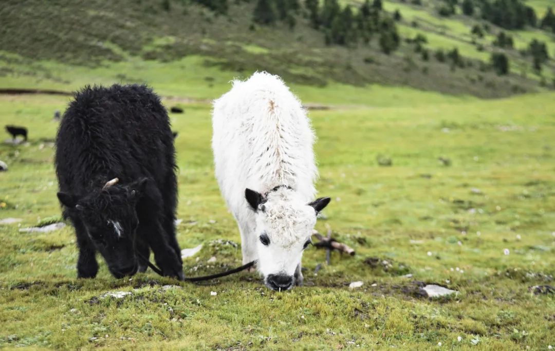 丁真和四川什么关系,丁真背后是谁