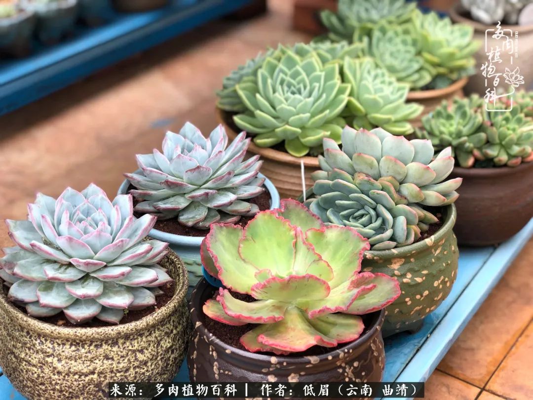 多肉怎么养度夏,多肉怎么养之度夏篇
