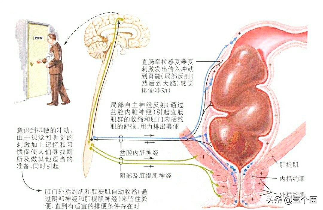 大便形成科普,大便呈球状是怎么回事?