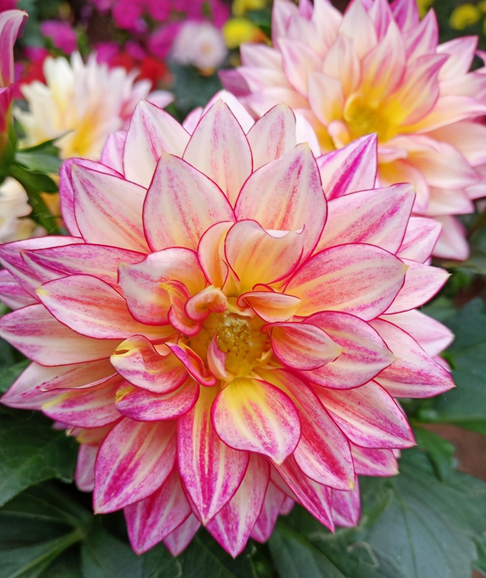 大丽花怎么养花瓶里,北方怎么养大丽花