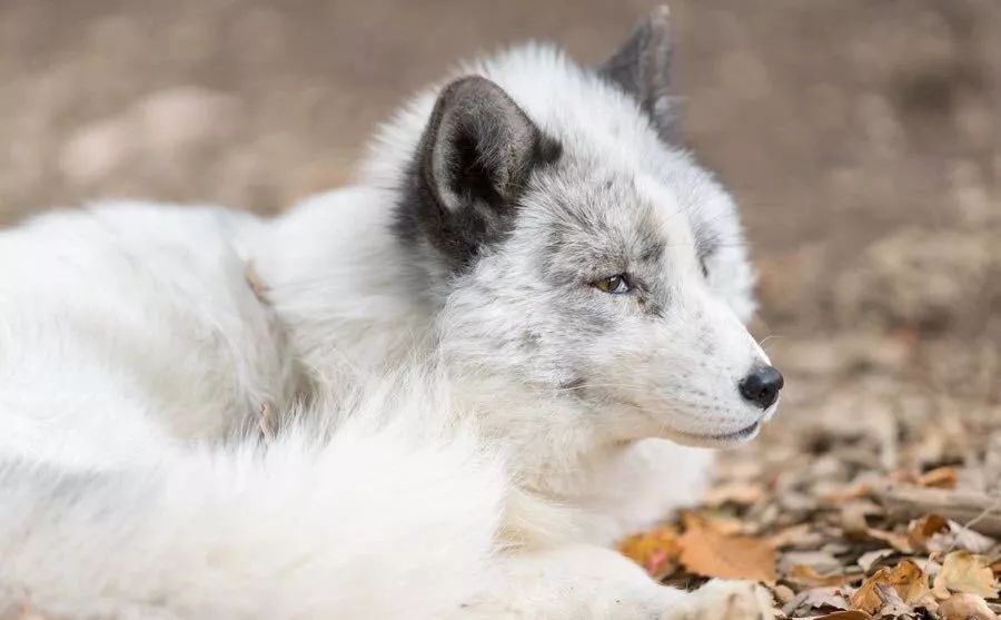 日本这只丧脸小狐狸霸占热搜，吃不到东西的委屈样萌化网友