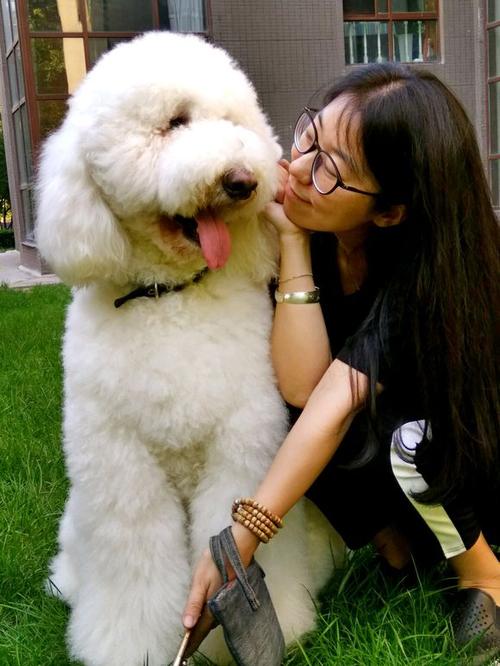 要是经济条件不好要怎么养猫,建议新手养的10种便宜狗狗不掉毛