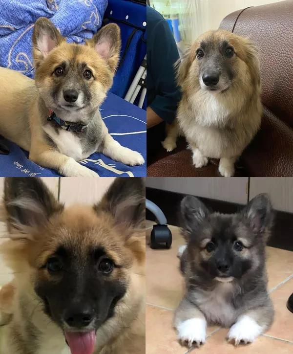 养了一只柯基狗,养了一只柯基是什么样子