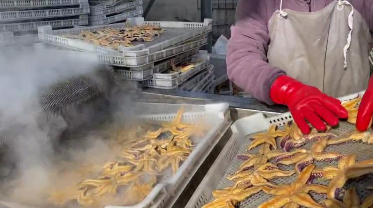 一口吞万斤,海星“天敌”来了!外地收购商跨省来青追“星”,海星捕捞量明显减少