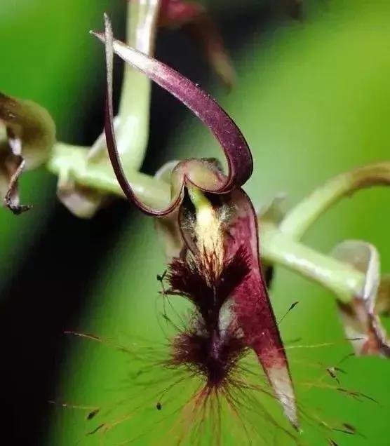 五种最具欣赏价值的兰花,欣赏史上最全的兰花