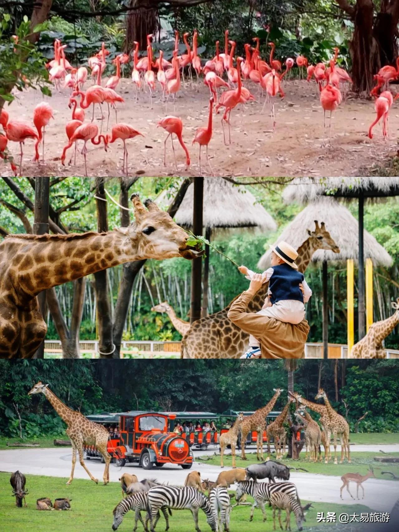 长隆门票买一送一·9月特惠·长隆32周年庆9月限定福利来啦