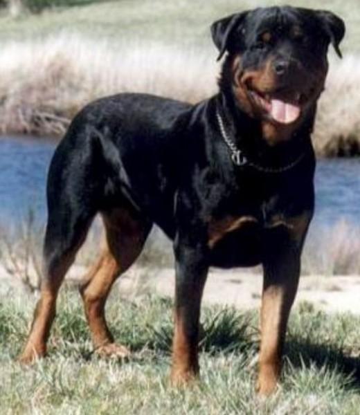 45种常见狗狗认几种主人,45种常见狗狗拉布拉多图片