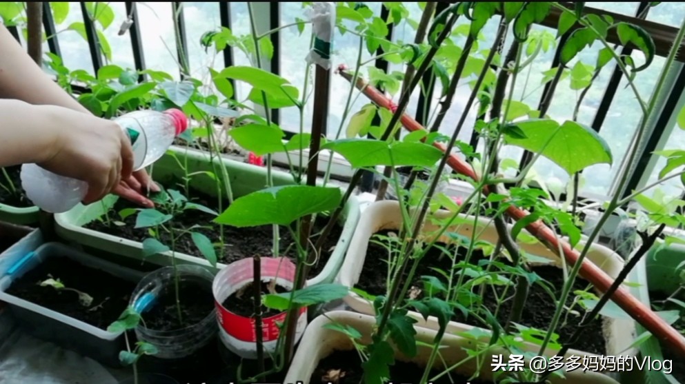 辣椒苗西红柿苗上的蚜虫用什么治,盆栽辣椒长蚜虫怎么办