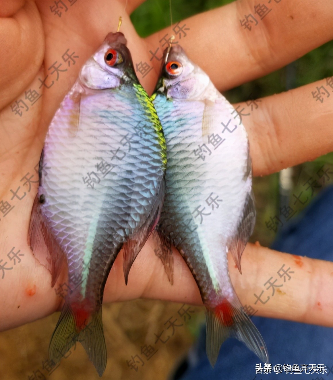 鳑鲏攻击性强不强,鳑鲏鱼攻击性强为什么老互相打架