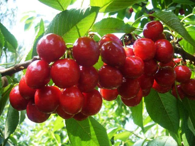 狗狗能吃桔子芦柑之类的水果吗,对狗狗来说这6种水果可致命