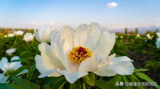 牡丹籽油的价值与作用,最好的油是牡丹籽油吗