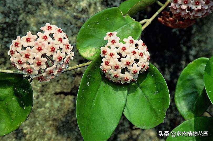 球兰花怎么养才能开花,球兰怎么才能开花