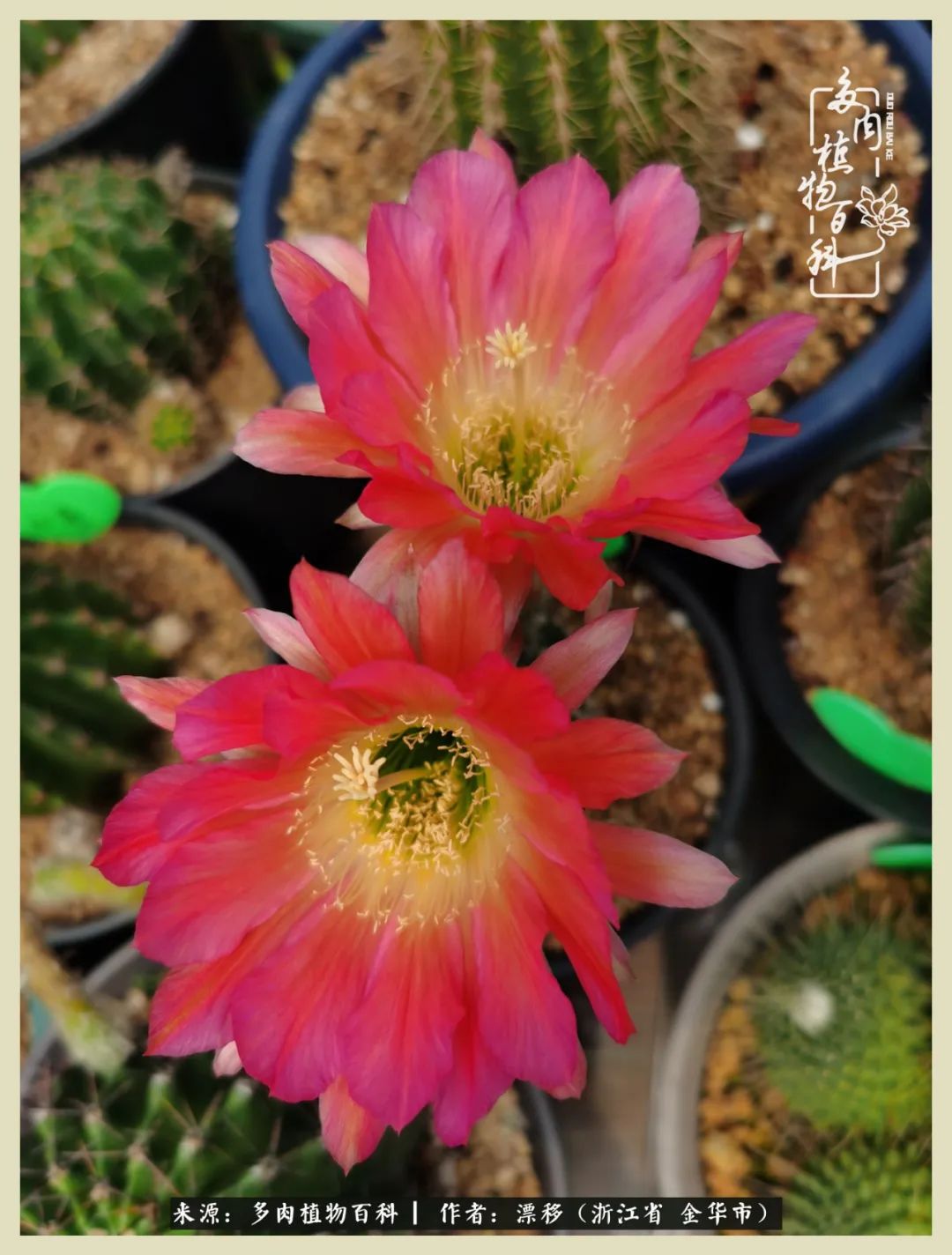 仙人球开花并散发着香味,仙人球花盛开吐露芬芳