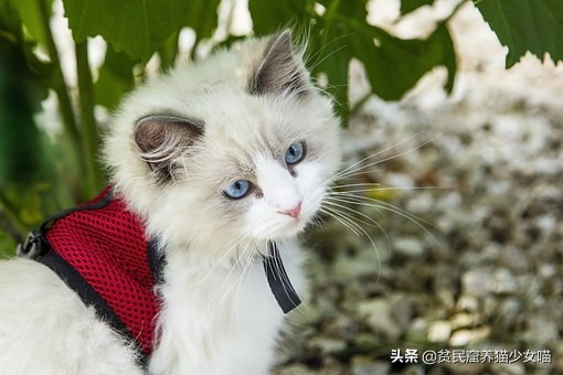猫咪眼睛流泪是什么原因引起的,不哭不哭眼泪是珍珠什么梗