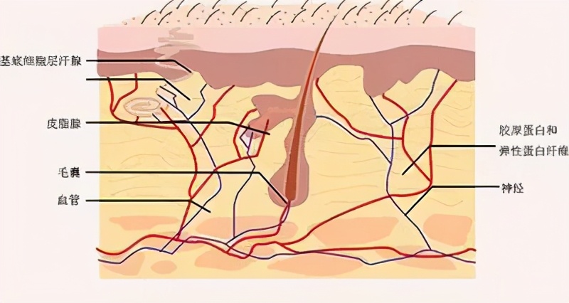 控油怎么办,盲目控油可以补水吗