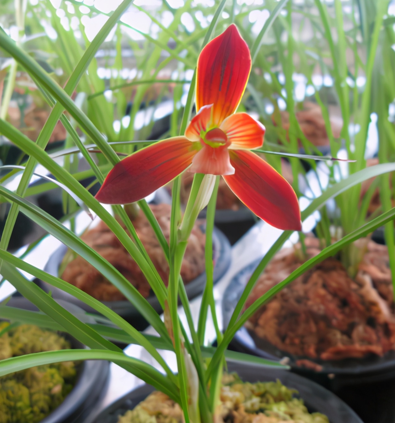 它被誉为“国兰第一红”，顶级红素，正格豆瓣，新手也能养好