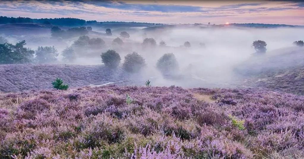 挪威石楠花,挪威国花帚石楠