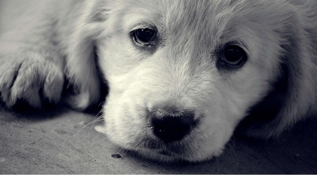 宠物去世无法接受,宠物狗狗去世了怎么办