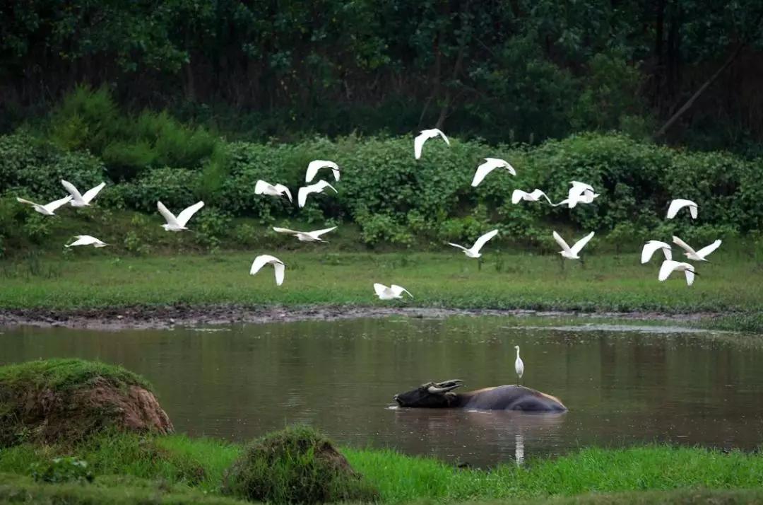 半汤温泉旅游攻略,半汤温泉养生度假区有哪些温泉