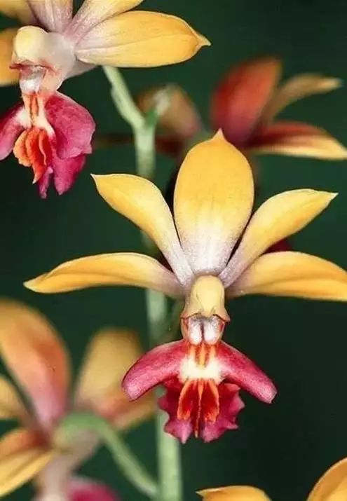 世界顶级奇花异卉,最美奇花异卉