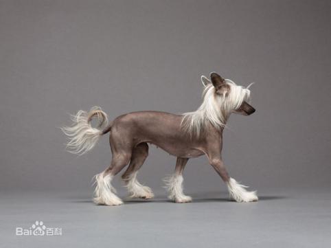 宠物狗大全免费观看,什么狗最好养又听话又聪明大型犬