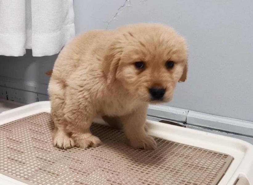 科学训练狗定点大小便,狗知识实用训练小技巧