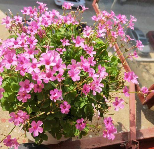 幸运草块根,幸运草悄然而生