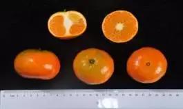 柑橘新优优缺点,设施柑橘新品种优缺点