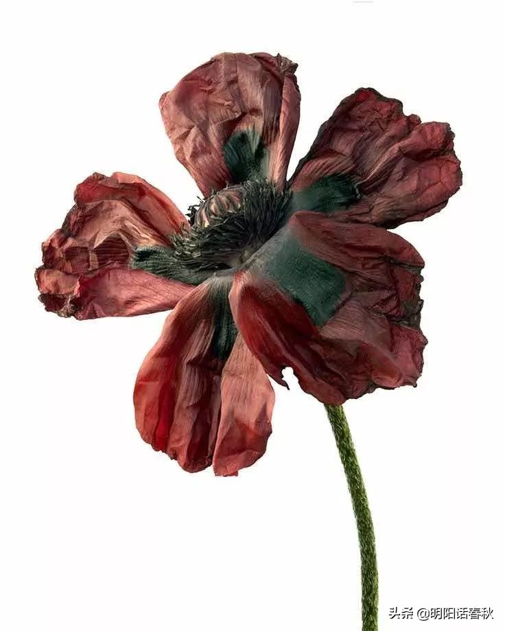 如何制作干花使其可以永久保存,如何制作干花书签