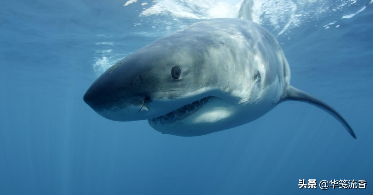 大白鲨与救命恩人,一条成年大白鲨