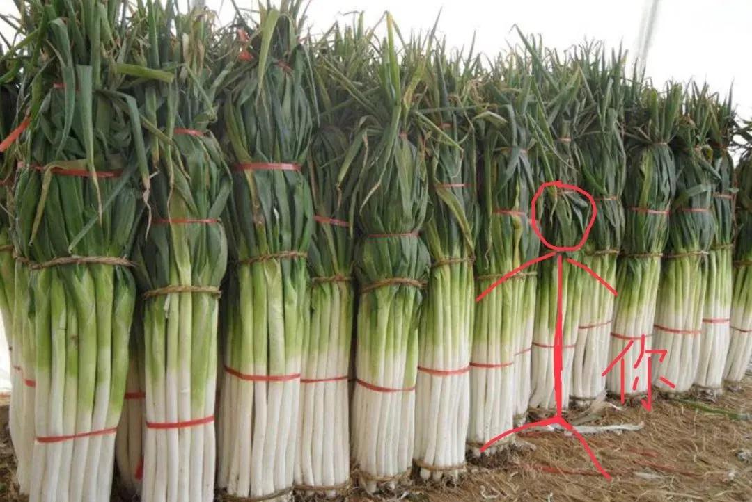 野生沙葱味道怎么样,沙葱为啥有苦味