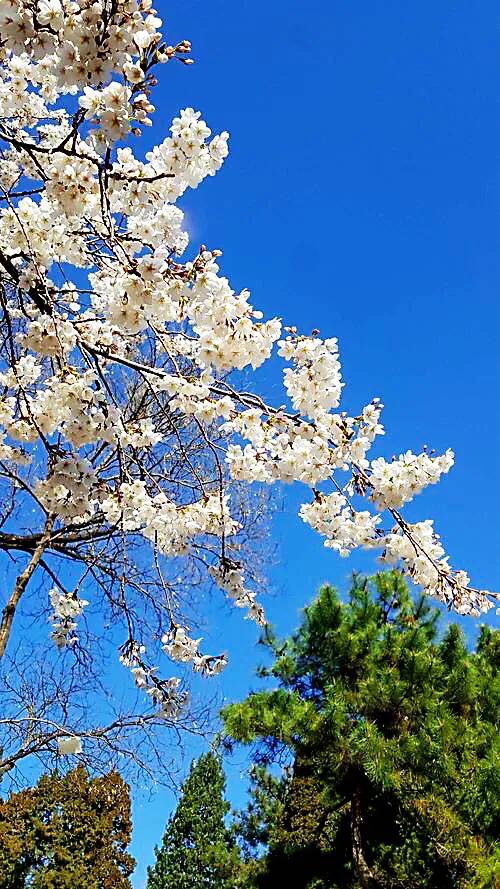 中国最稀少樱花品种阳光樱,樱花品种推荐之迎春樱