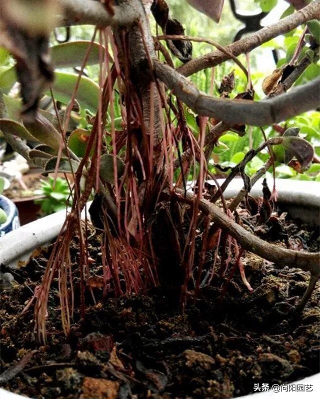多肉长气生根的原因和解决方法,多肉有气生根怎么处理