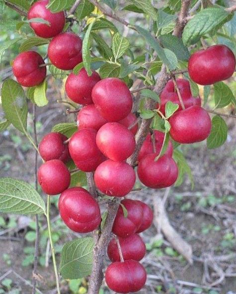 价值被低估的水果“李子祖先”，含钙量堪比牛奶，村民却拿它喂猪