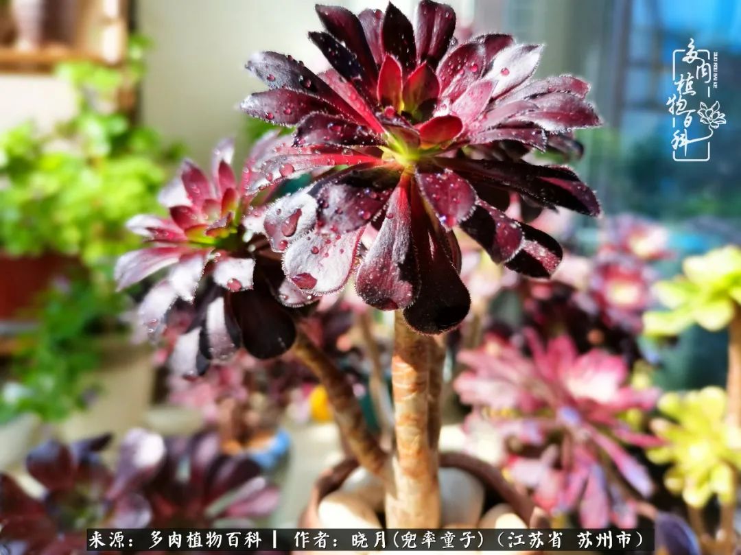 六年时间环游22个国家,却被多肉小萌物征服