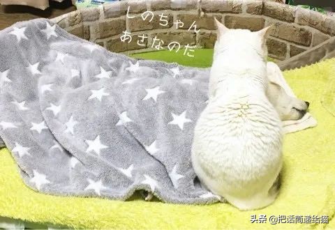 当小猫咪遇上大型犬,当小猫咪遇到大狗狗真是太温馨了