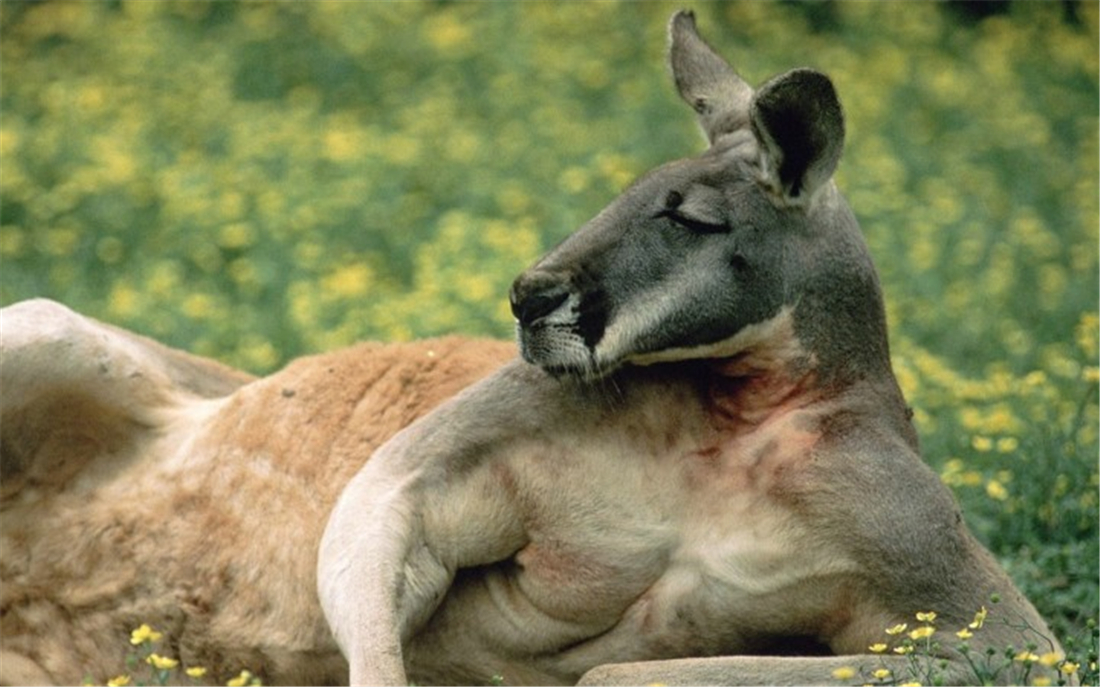 盘点袋鼠打人反被打死,袋鼠打人被踢倒