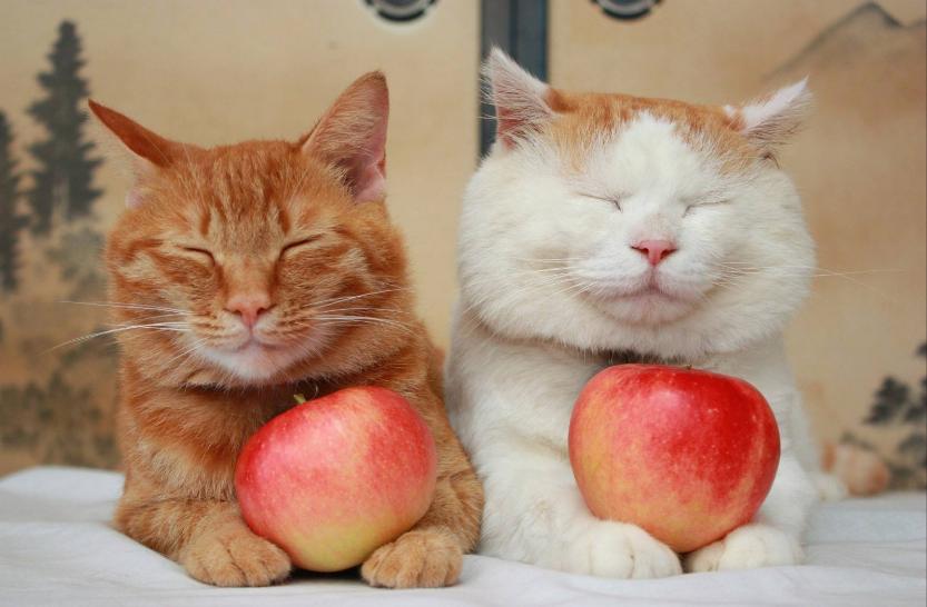 养猫的猫粮平价,618猫粮推荐烘焙